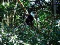 gal/holiday/Brazil 2005 - Foz do Iguacu Birds Sanctuary/_thb_Bird_Sanctuary_Iguacu_DSC07160.jpg